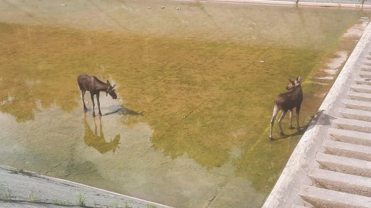 ببینید| عملیات نجات دو گوزن گیر افتاده در مخزن آبی در حومه مسکو ببینید| عملیات نجات دو گوزن گیر افتاده در مخزن آبی در حومه مسکو