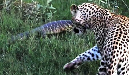 ببینید| درس عبرت بزمجه به پلنگ