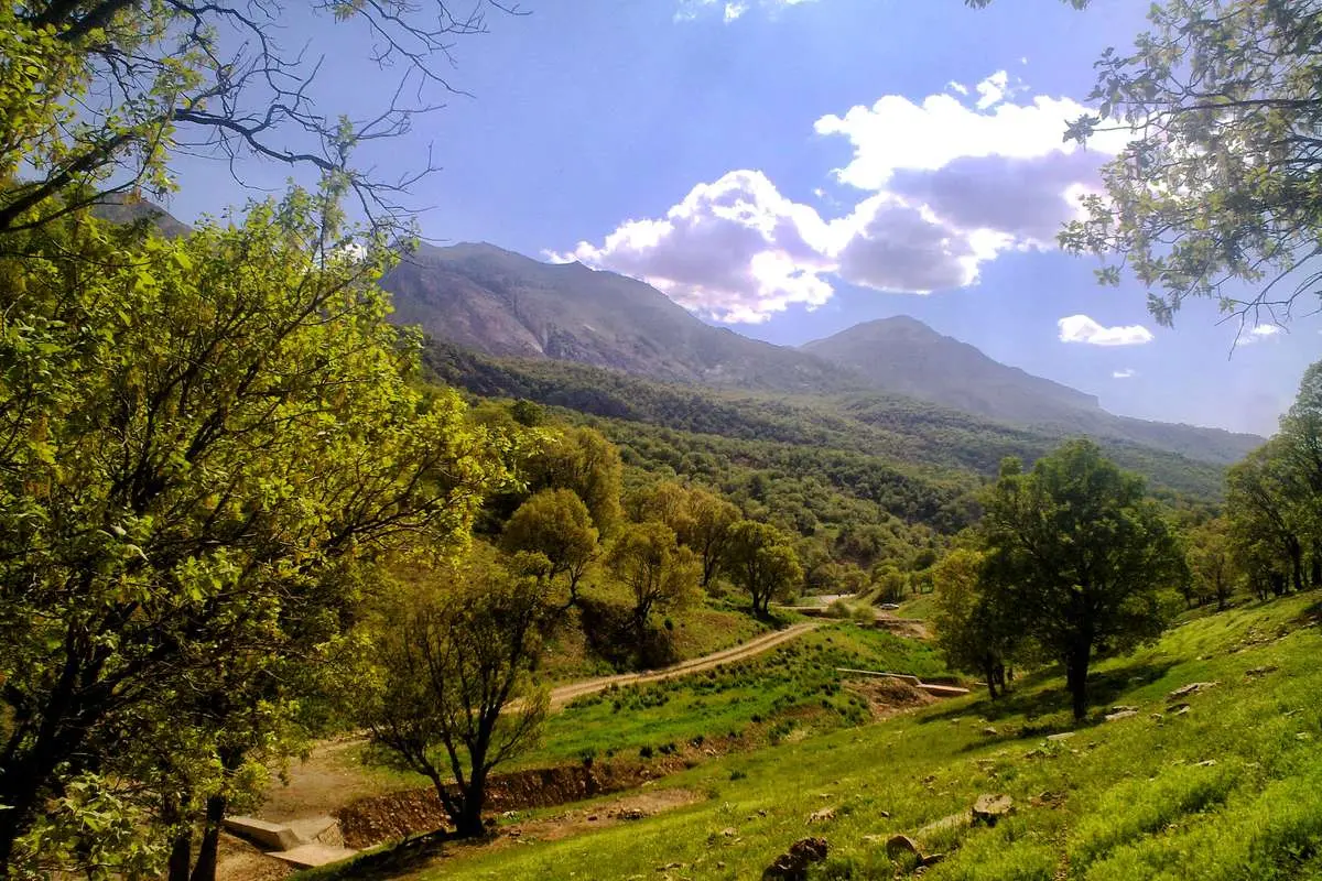 افزایش ۲ برابری دمای زاگرس و چالشهای تغییر اقلیم در جنگلهای بلوط زاگرس