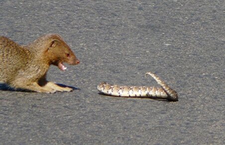 ببینید| نبرد سهمگین خدنگ با مار افعی کشنده