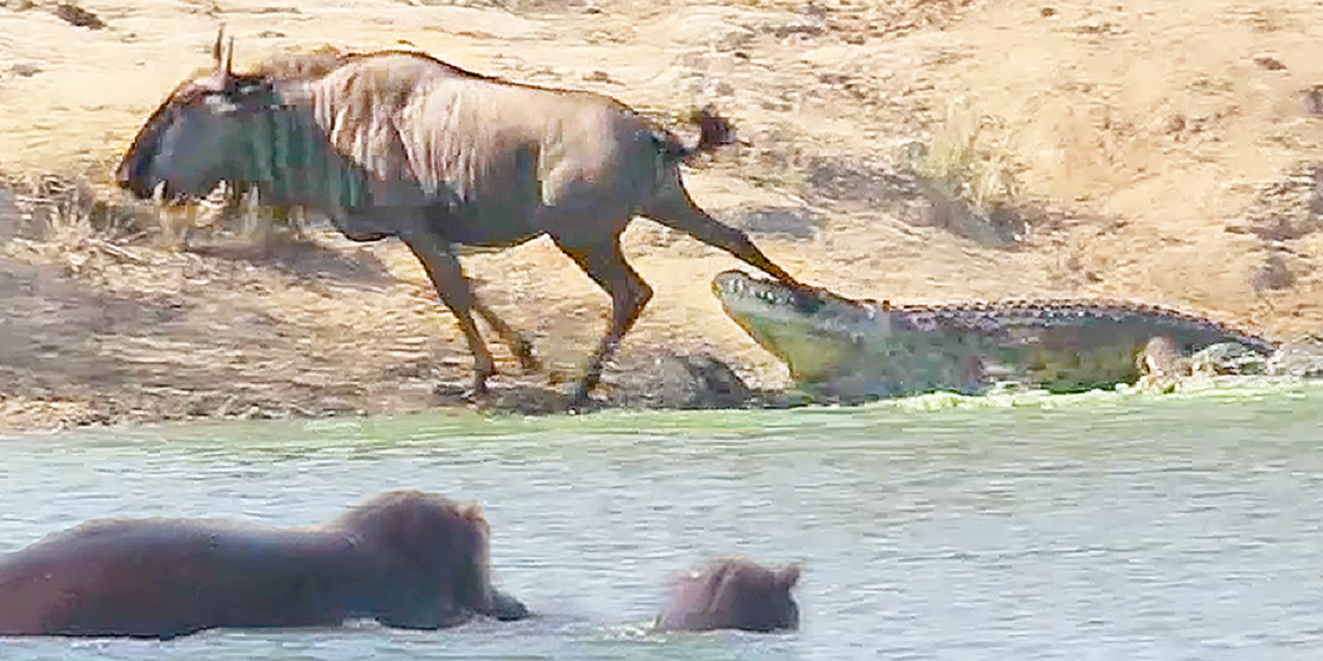 ببینید| نجات گوزن یالدار از دست کروکدیل توسط اسبهای آبی ببینید| نجات گوزن یالدار از دست کروکدیل توسط اسبهای آبی