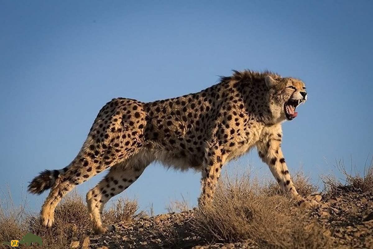 پلنگ ایرانی