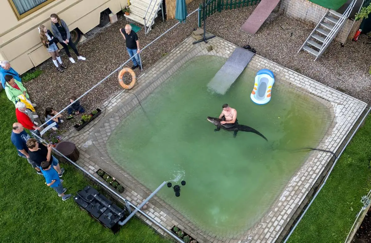 عکس| شنا با تمساح خانگی در استخر خانوادگی! عکس| شنا با تمساح خانگی در استخر خانوادگی!