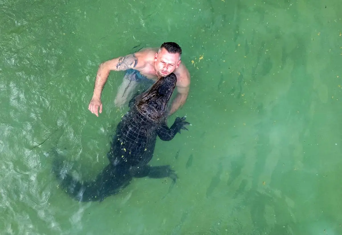 عکس| شنا با تمساح خانگی در استخر خانوادگی! عکس| شنا با تمساح خانگی در استخر خانوادگی!