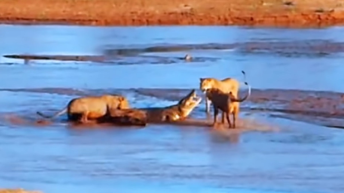 ببینید: نبرد شیر‌ها و کروکدیل بر سر لاشه فیل