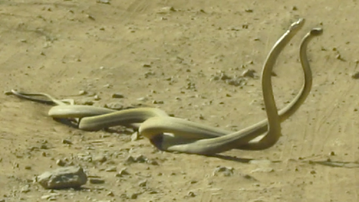 ببینید: مبارزه مامباهایی سیاه در وسط جاده سافاری