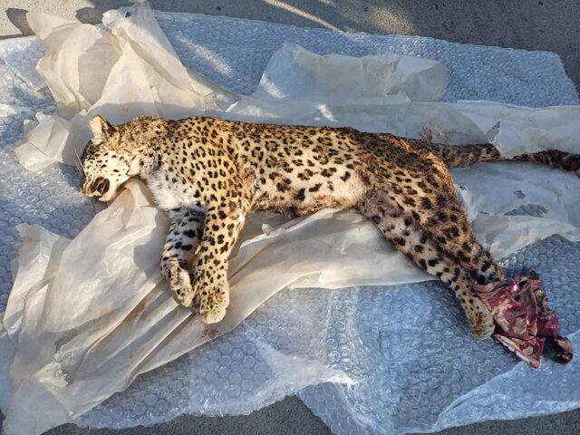 مرگ مرموز یک قلاده پلنگ در جنگلهای نور | بررسی میدانی آغاز شد پلنگ