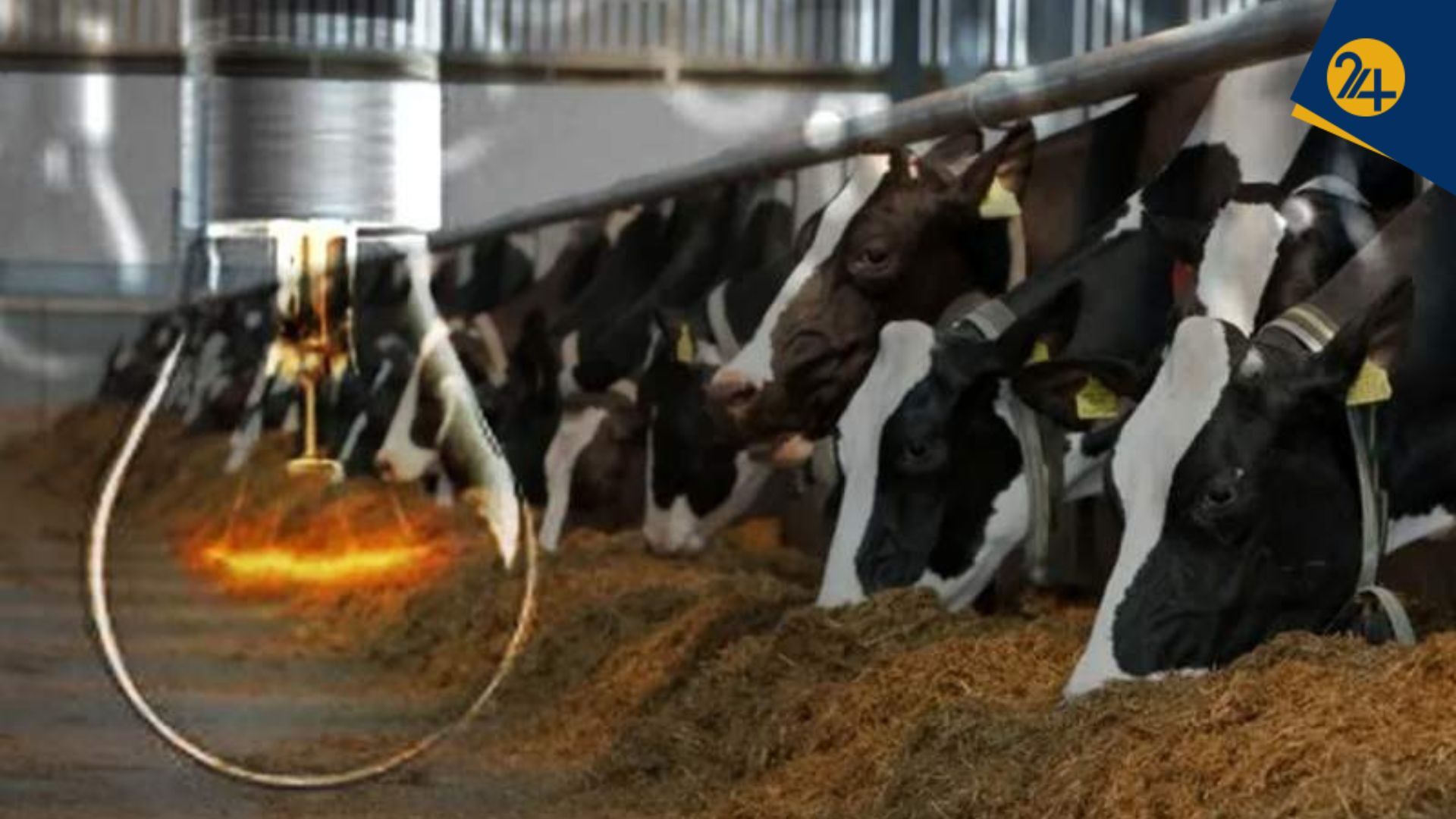 قطعی برق و زنجیره خسارت ؛ مرگ تدریجی صنعت دامپروری ایران | فعال صنعت دام: سهمیه اندک، دامداران را به خرید سوخت قاچاق سوق میدهد قطعی برق و دامداری