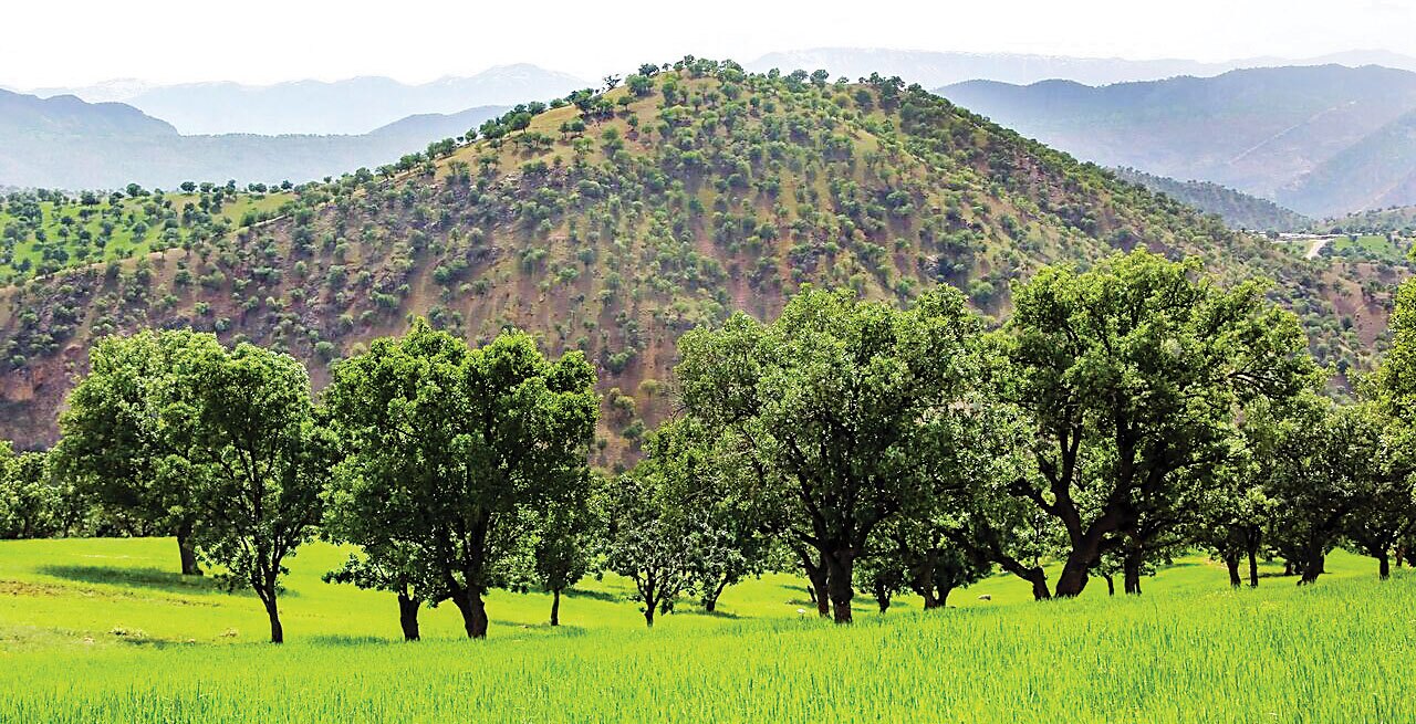 بلوط‌زارهای زاگرس