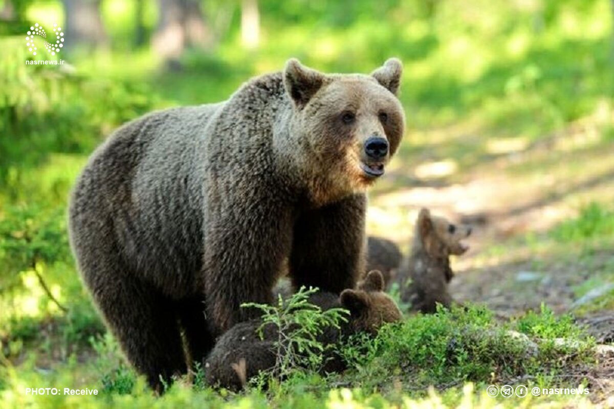 ببینید| خرس‌های سبلان در کمین مناطق مسکونی