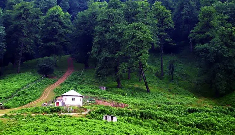 جاذبه های گردشگری جنگل دوهزار تنکابن