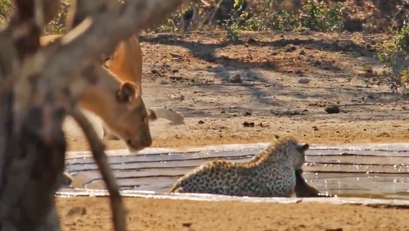 ببینید| غافلگیری دیدنی پلنگ توسط شیرها