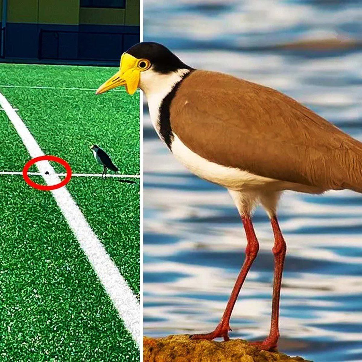 پرنده کمیاب