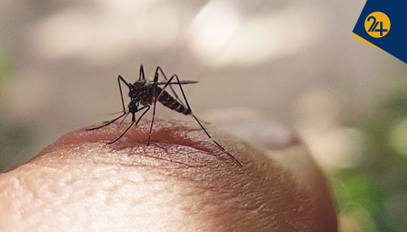 ابتلای دوم به تب دنگی کشنده است | باید عملیات پشه‌کشی در سطح کشور انجام شود