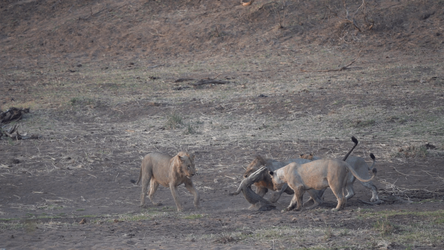 ببینید| بلایی که شیرها بر سر کروکدیل آوردند