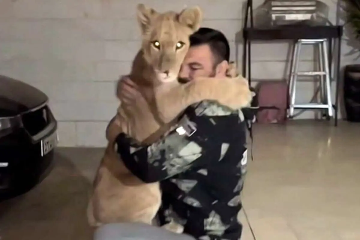 توله شیر امیر علیاکبری در باغوحش پارک ارم کشته شد امیر علیاکبری