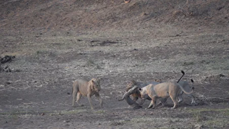 ببینید| بلایی که شیرها بر سر کروکدیل آوردند