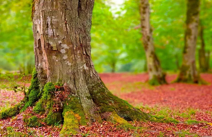 جنگل بلیران کجاست؟ |سفر به چشمه‌های آبگرم جنگلی