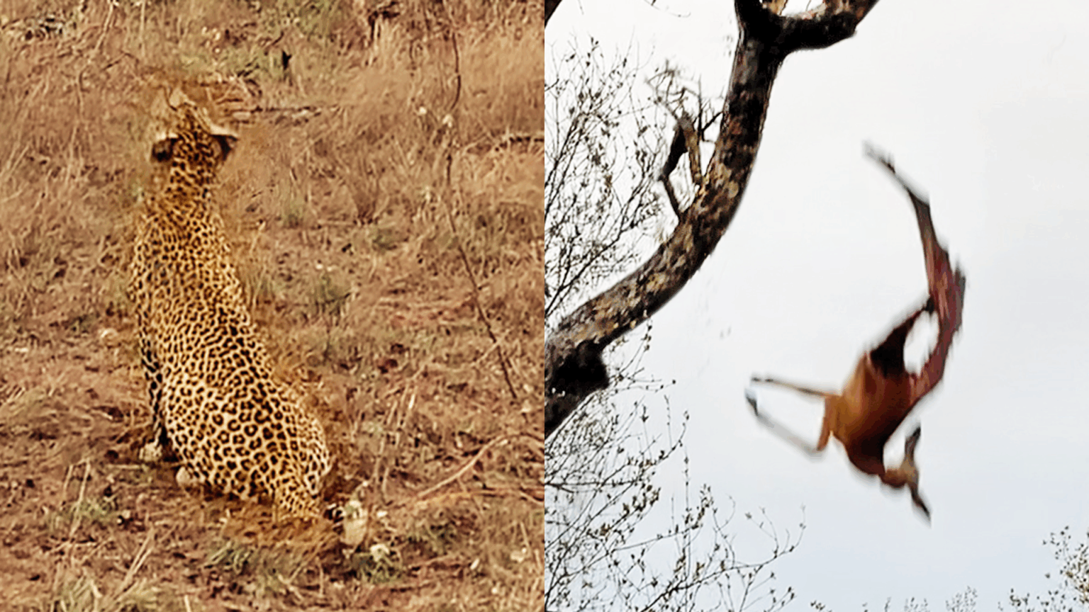 ببینید| توله پلنگ با شکار مادرش سقوط کرد