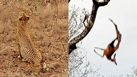 ببینید| توله پلنگ با اشتباهش چیزی نمانده بود مادرش را به کشتن دهد!