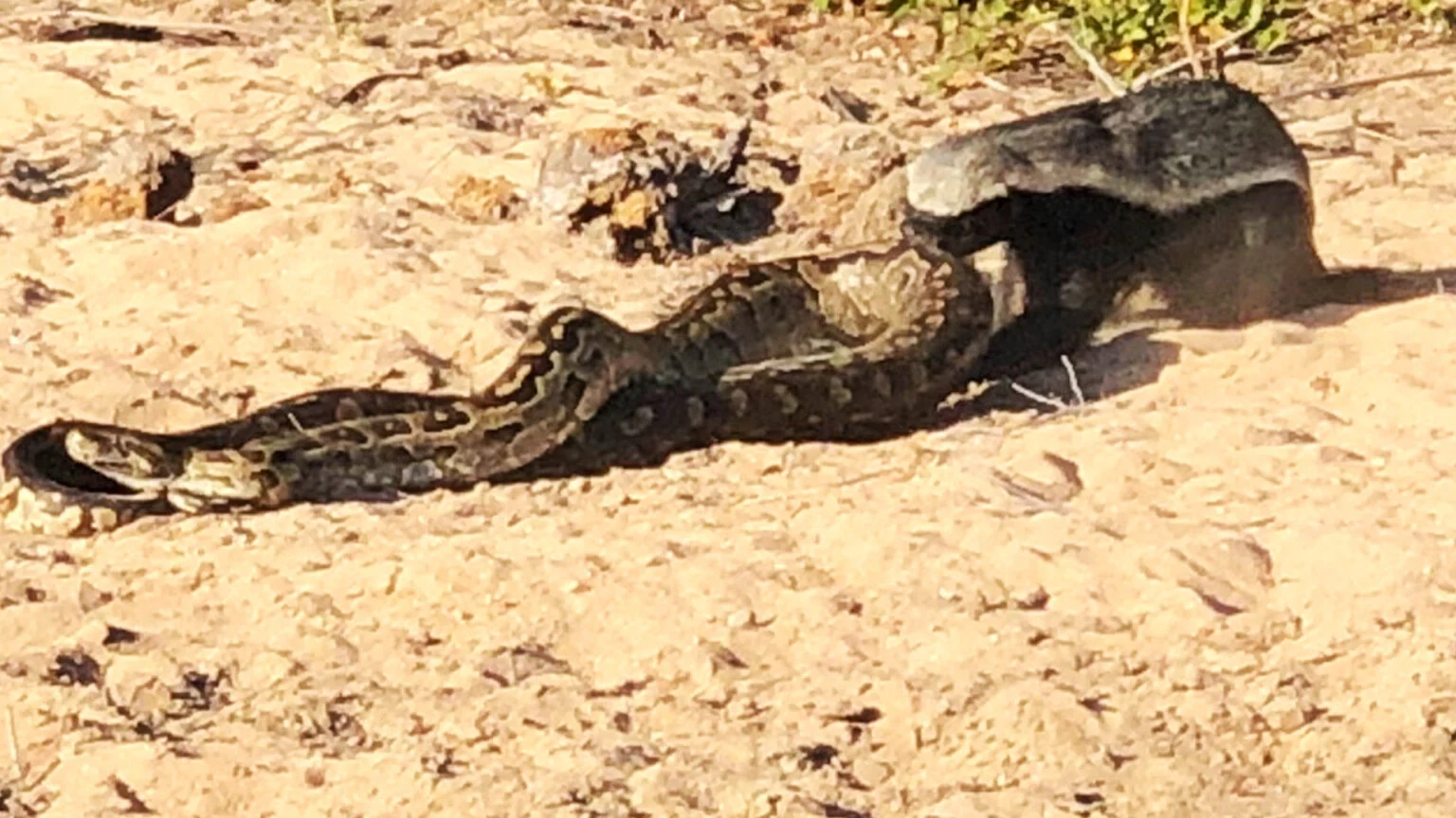 گورکن عسل خوار به پیتون بزرگ رحم نکرد