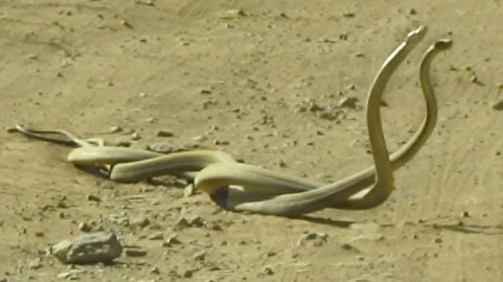 ببینید| مبارزه مامباهای سیاه در وسط جاده سافاری