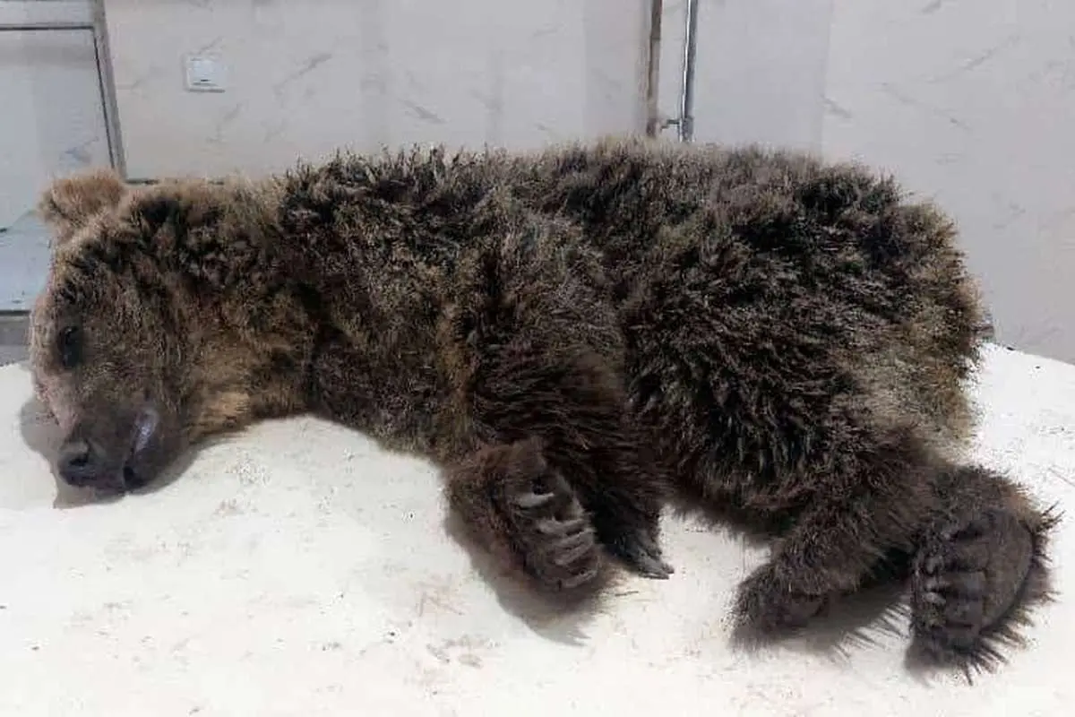 احتمال ارتباط با آلودگی شیرابهها | تلف شدن یک تولهخرس در آمل توله خرس