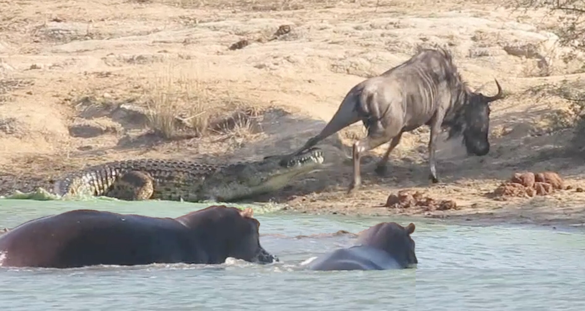 اسب‌های آبی ناجی گوزن یالدار از دست کروکدیل شدند