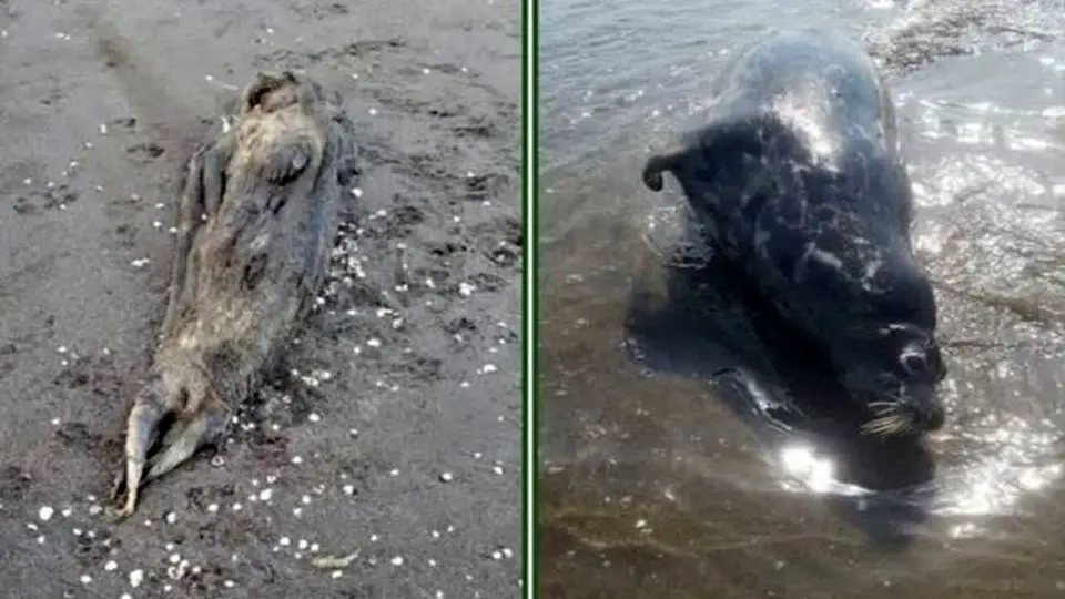 هشدار محیط زیست گیلان: به لاشه فوک‌های خزری دست نزنید