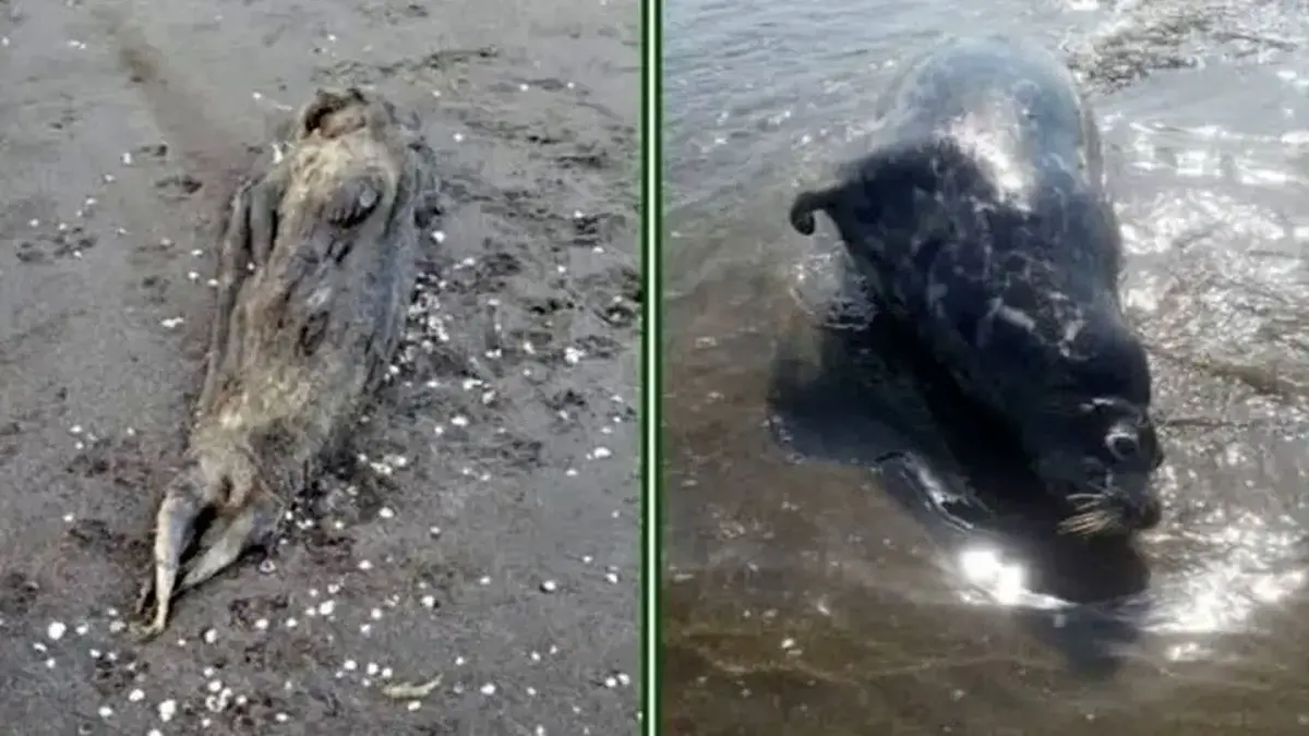 هشدار محیط زیست گیلان: به لاشه فوک‌های خزری دست نزنید