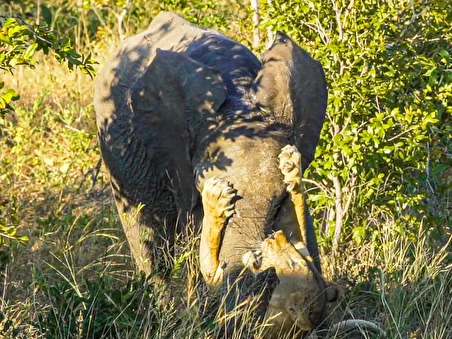 ببینید| صحنه عجیب تلاش شیر برای شکار فیل