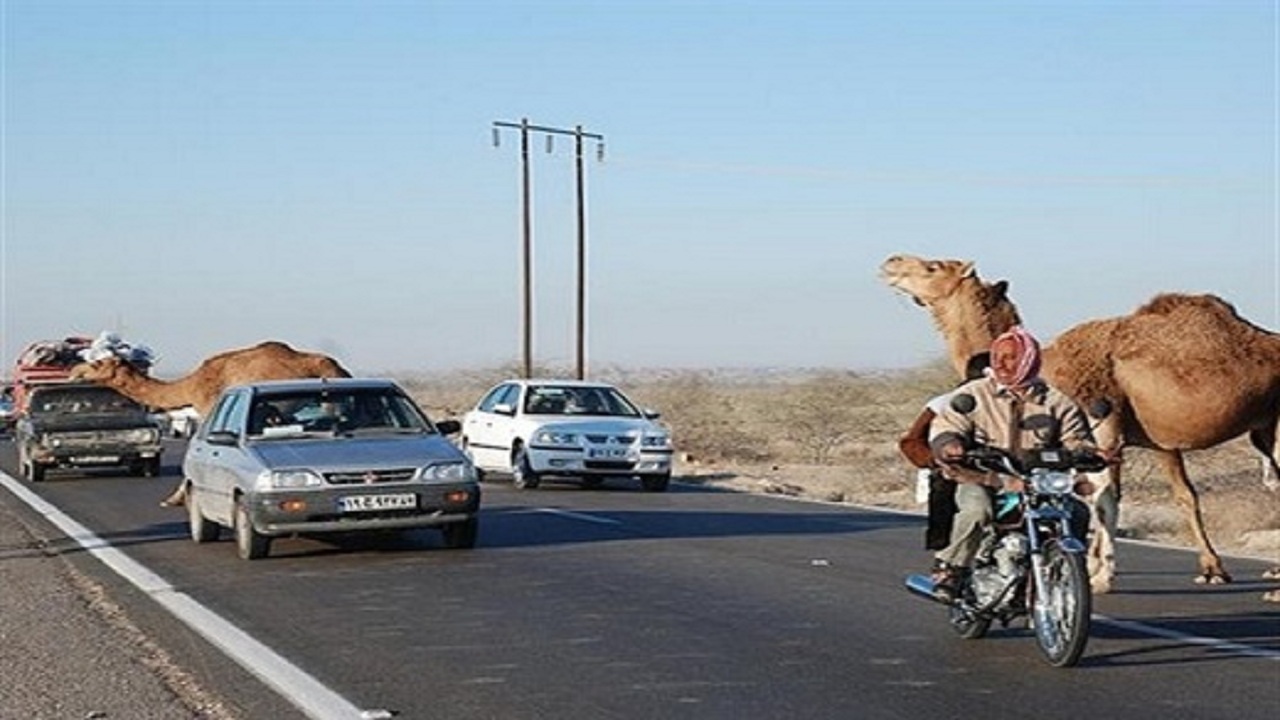 ببینید| تصادف موتور با شتر در هرمزگان کشته داد ببینید| تصادف موتور با شتر در هرمزگان کشته داد
