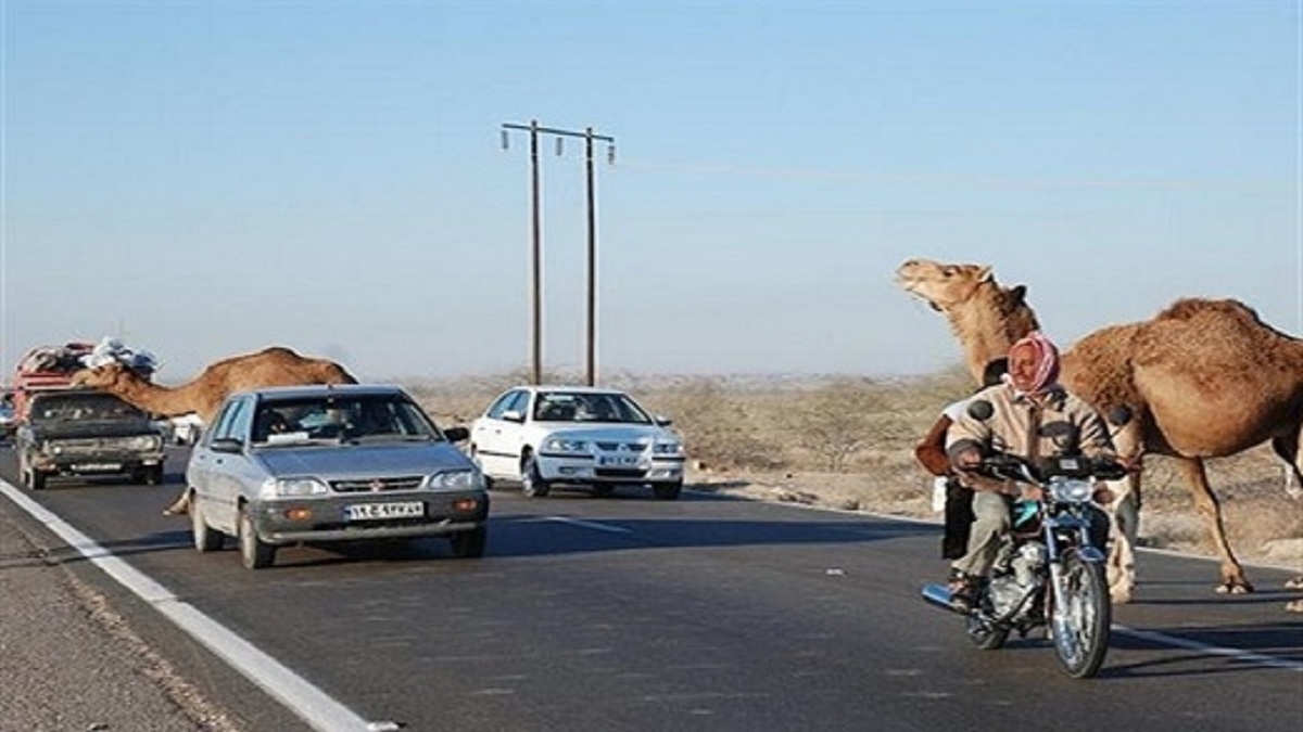 ببینید| تصادف موتور با شتر در هرمزگان کشته داد