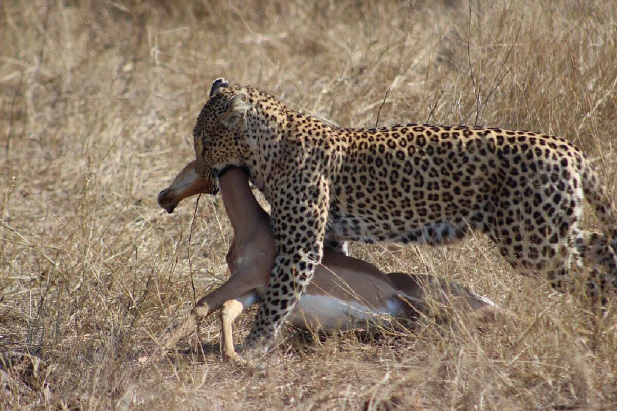 ببینید| پلنگ با یک پرش سریع ایمپالا را غافلگیر کرد! ببینید| پلنگ با یک پرش سریع ایمپالا را غافلگیر کرد!