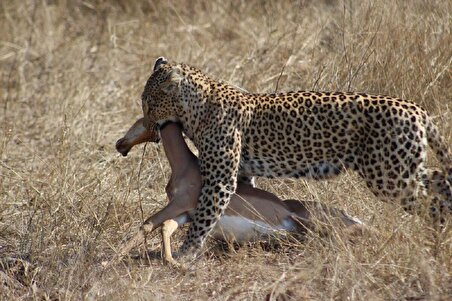ببینید| شکار برق آسای ایمپالا توسط پلنگ