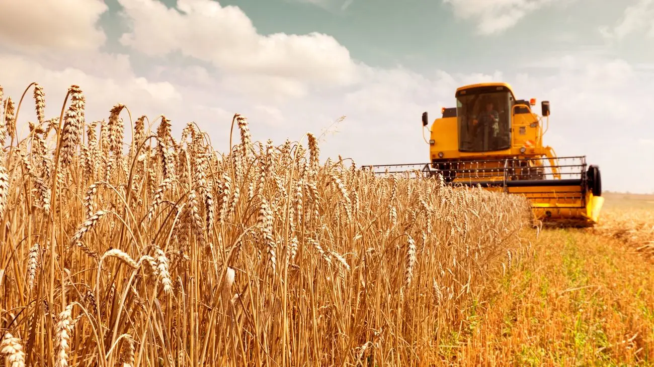 خبر مهم درباره مطالبات گندم‌کاران