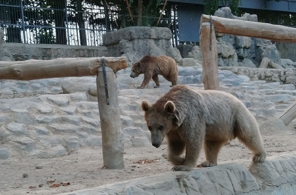 ببینید| خرس‌های مبتلا به روان‌پریشی در یکی از باغ‌وحش‌های ایران