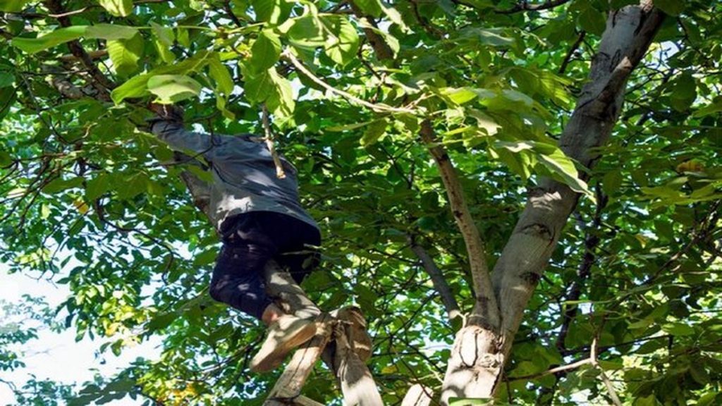 برداشت گردو جان ۴۲ نفر را گرفت! برداشت گردو