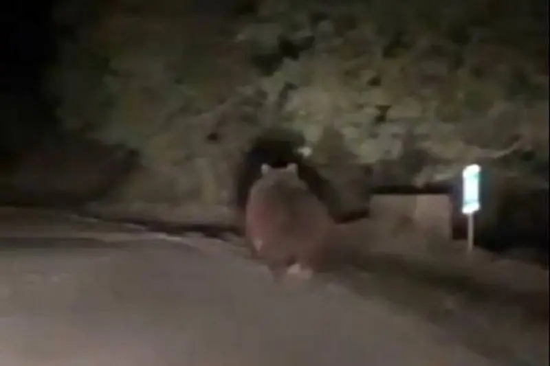 ثبت تصویری از خرس قهوهای در فیروزکوه +عکس خرس