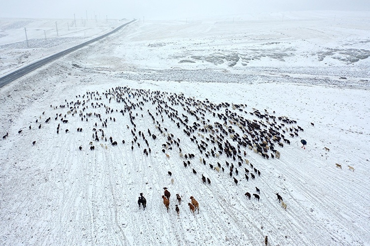 ببینید| گرفتار شدن عشایر قارص در برف