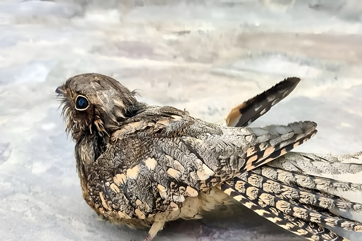 شبگرد مصری چیست؟| ویژگیها و زیبایی پرنده کمیابی که به گیلان آمد شبگرد مصری چیست؟| ویژگیها و زیبایی پرنده کمیابی که به گیلان آمد