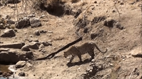 ببینید| حمله پلنگ به پیتون بزرگ در حال آفتاب گرفتن