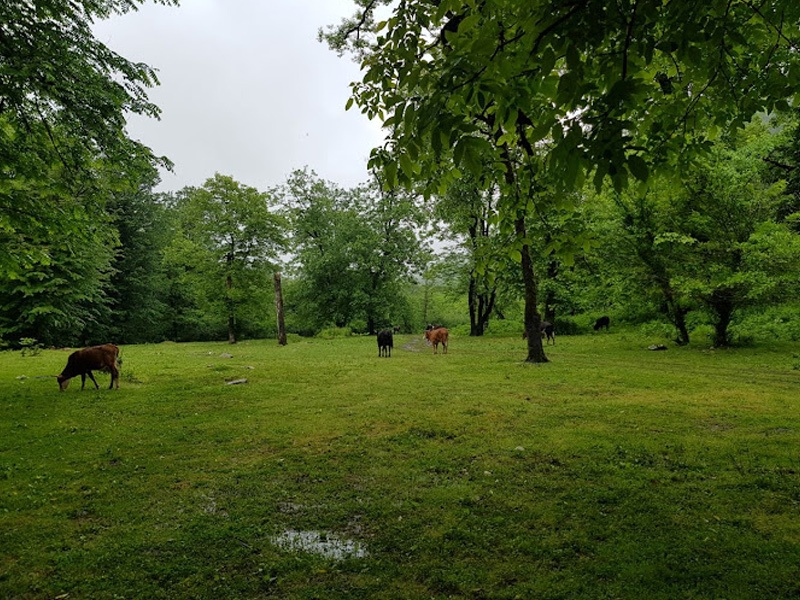 جاذبه های گردشگری جنگل پلنگ دره جاذبه های گردشگری جنگل پلنگ دره