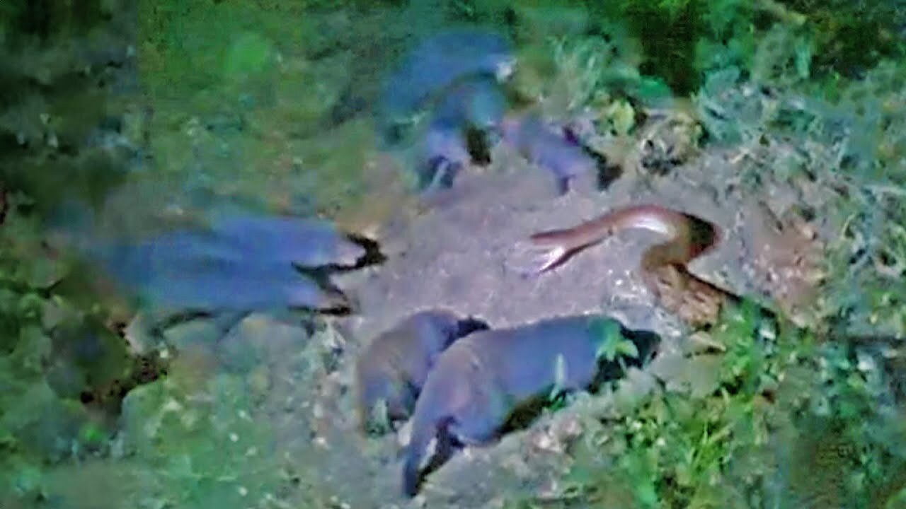 رویارویی نفس گیر پیتون با خدنگها رویارویی نفس گیر پیتون با خدنگها