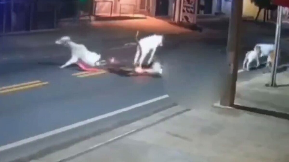 ببینید| مرگ دردناک فوتبالیست برزیلی پس از تصادف با گاو!