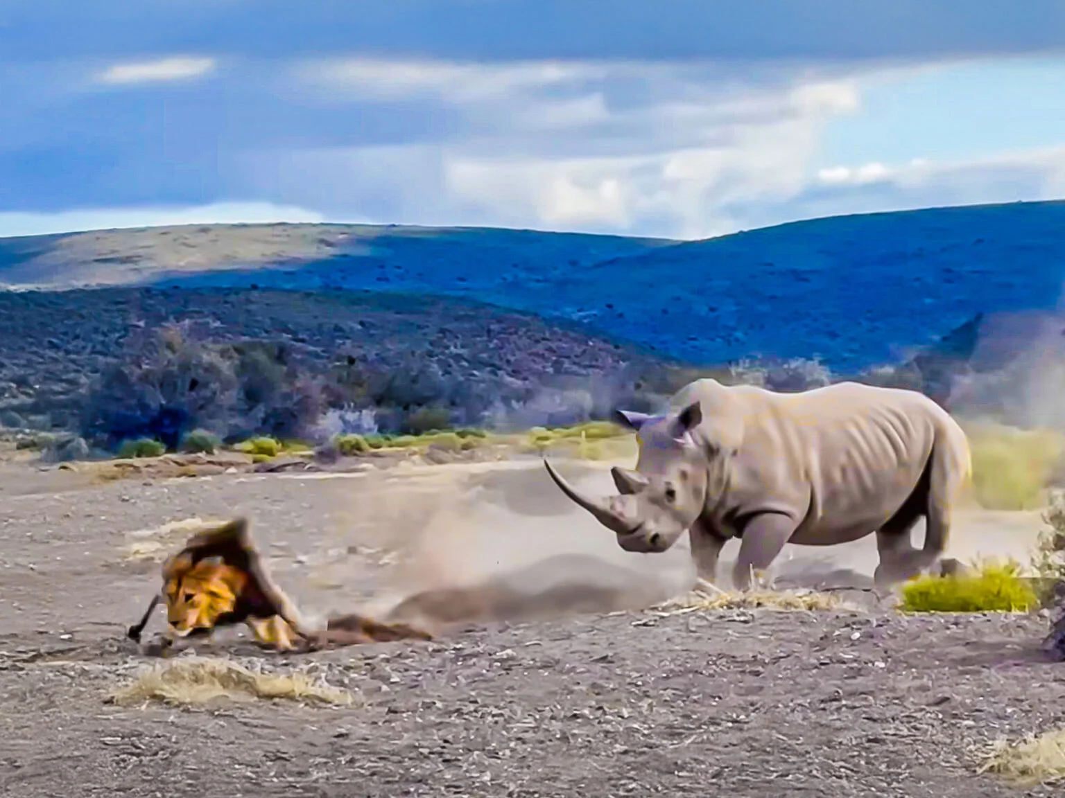 ببینید| رویارویی مرگبار شیر و کرگدن