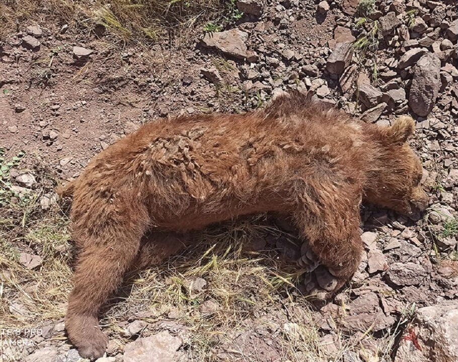 ببینید| مرگ غم‌انگیز خرس‌ها در جنگل‌های نشل آمل
