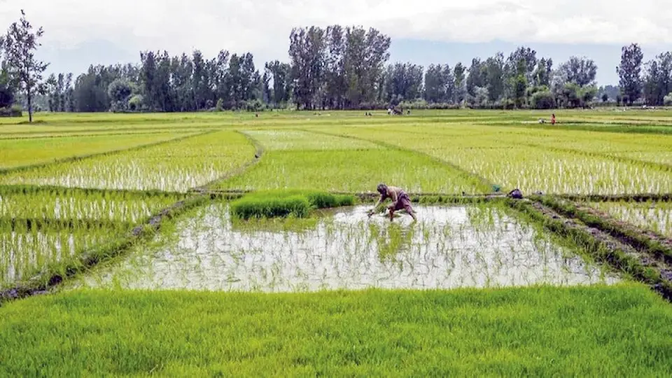 اکوسیستم شمال در خطر؛ پرندگان و آبزیان با کمبود آب مواجهاند! شمال