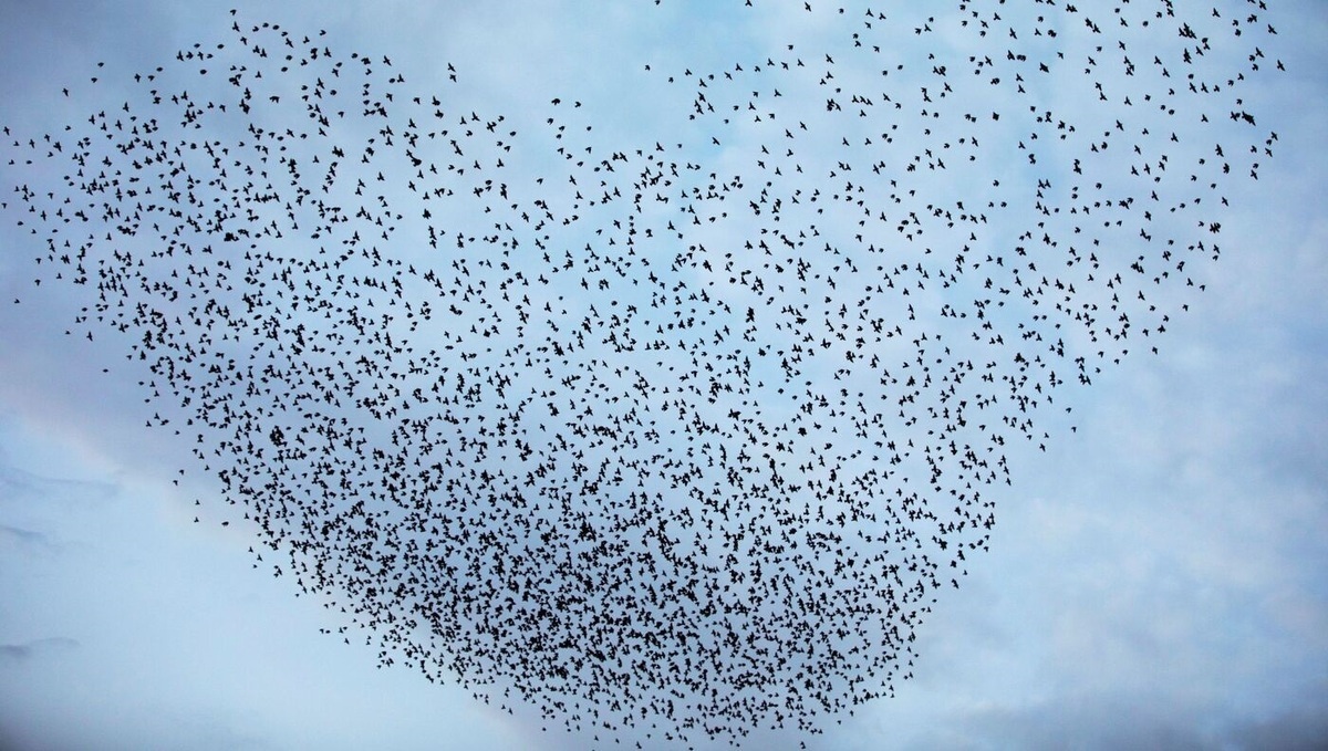 ببینید| پرواز هماهنگ سارها در آسمان نیشابور