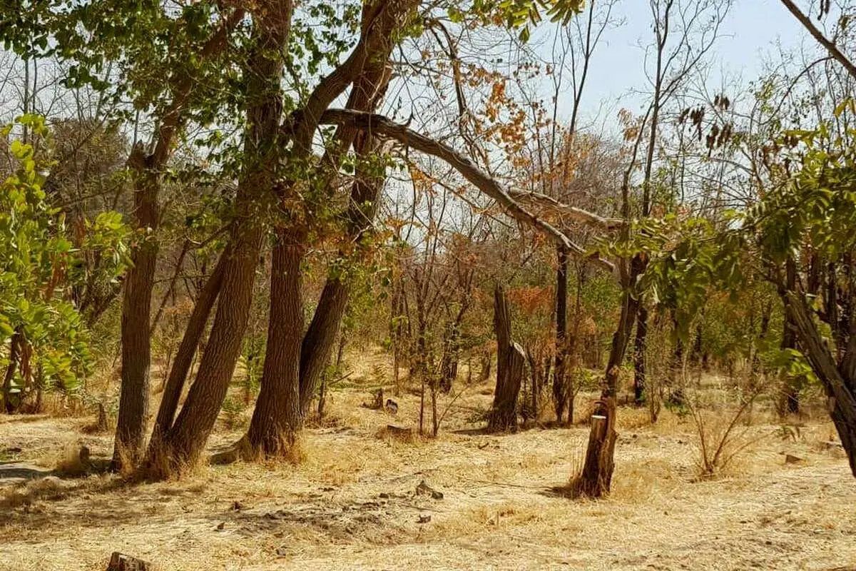 پارکجنگلی سرخه حصار پارکجنگلی سرخه حصار